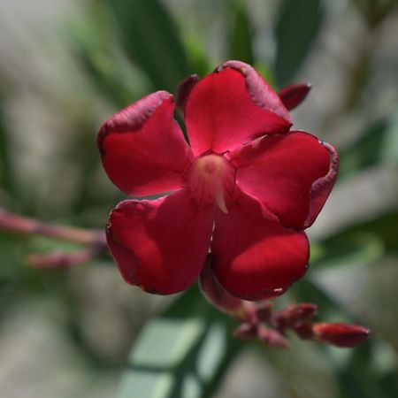 Palmengarten Finning Dış mekan fotoğraf